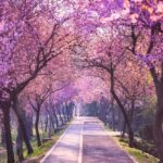 Bega Bike Trail: Promovează activități sportive și locuri de explorat.